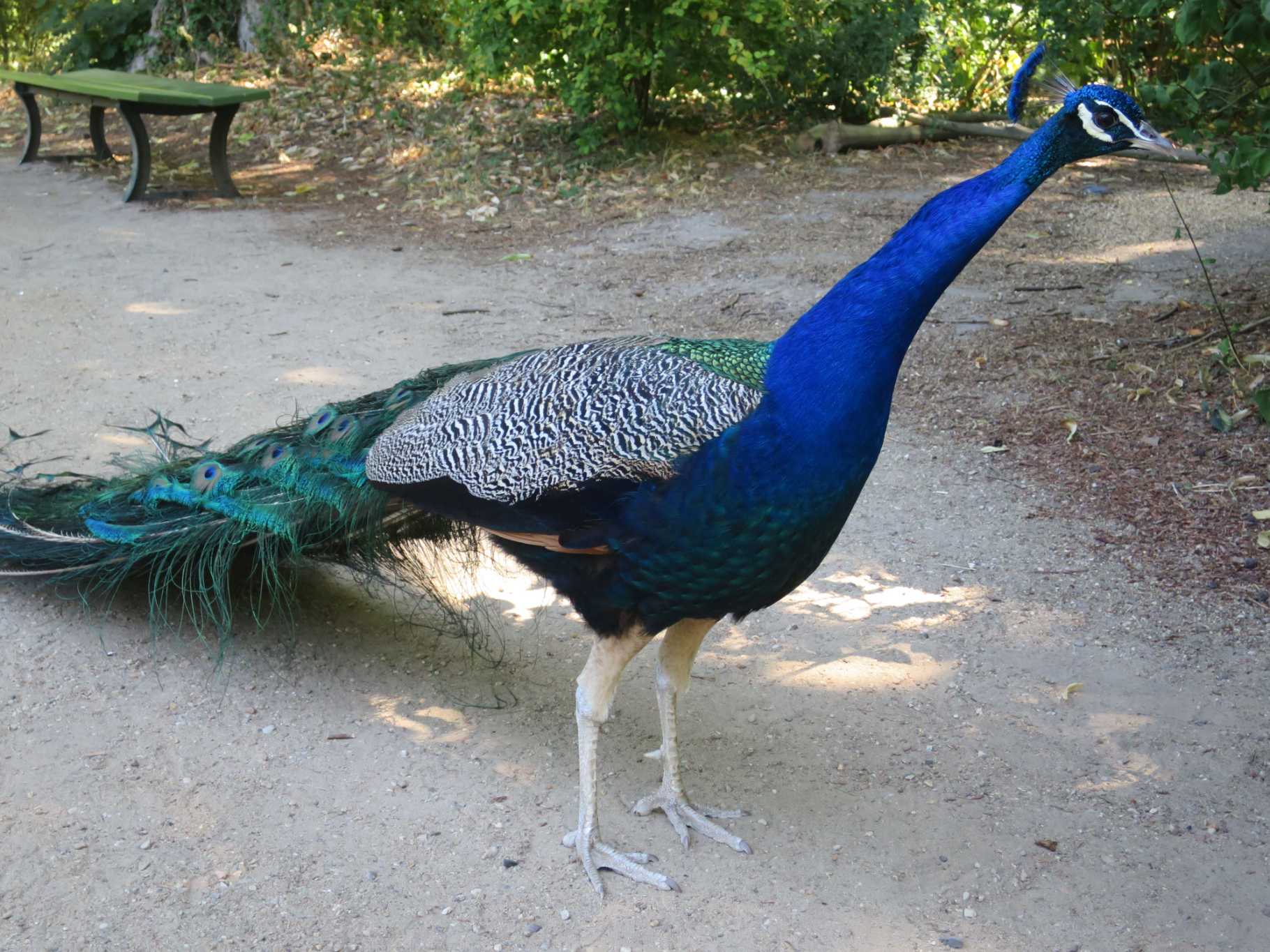 Grunewald 24